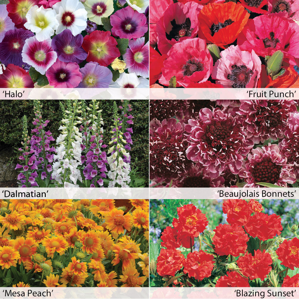 Stockists of 1st Year Flowering Perennial Collection