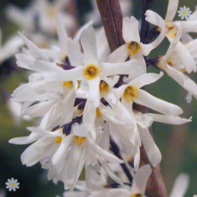 Stockists of Abeliophyllum distichum (White Forsythia) plant in 9cm pot