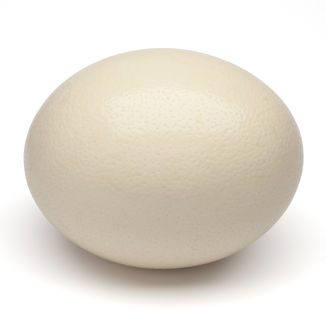 Fresh Ostrich Eggs import from South Africa Stockists.