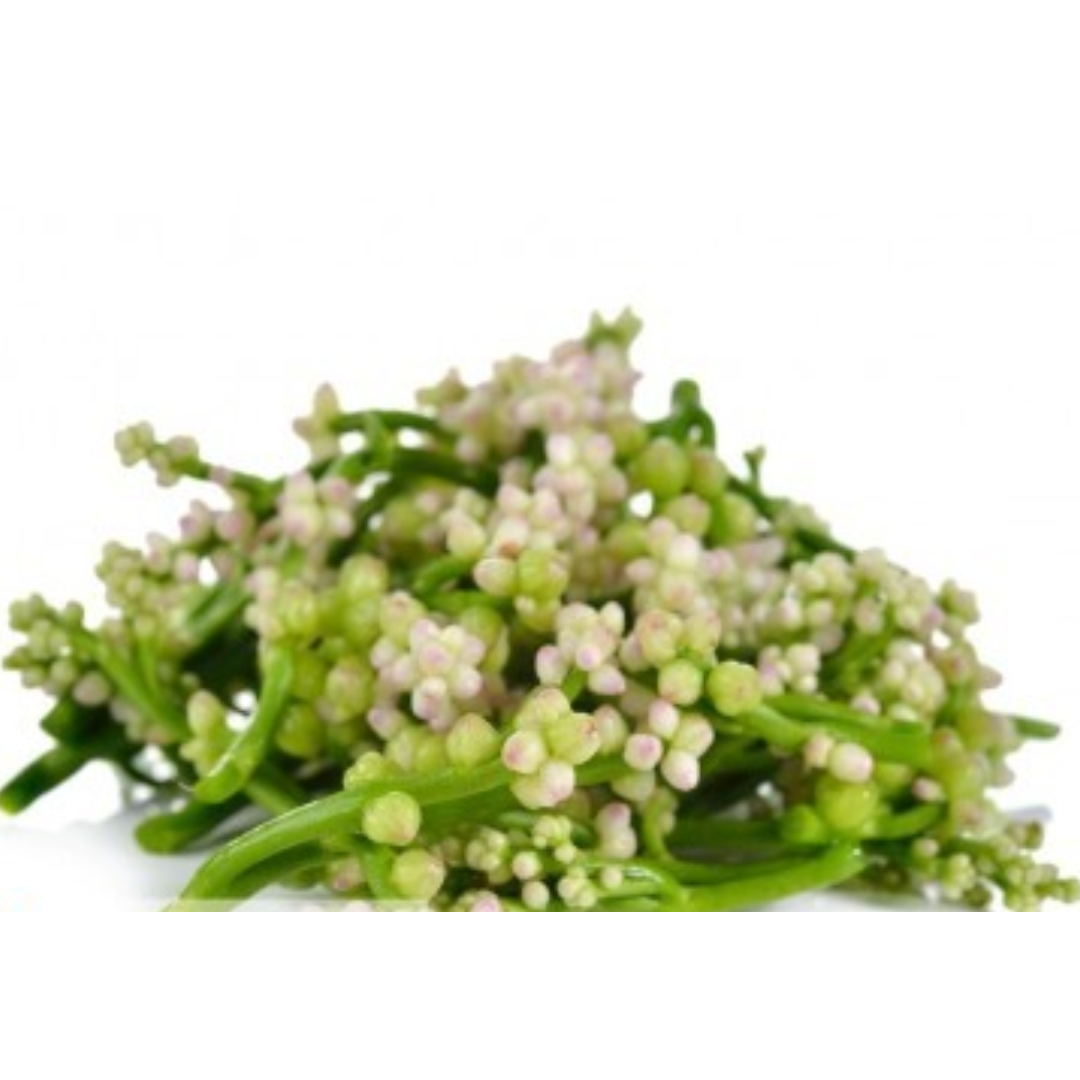 Fresh Thai Nightshade Flower 100gr Stockists.