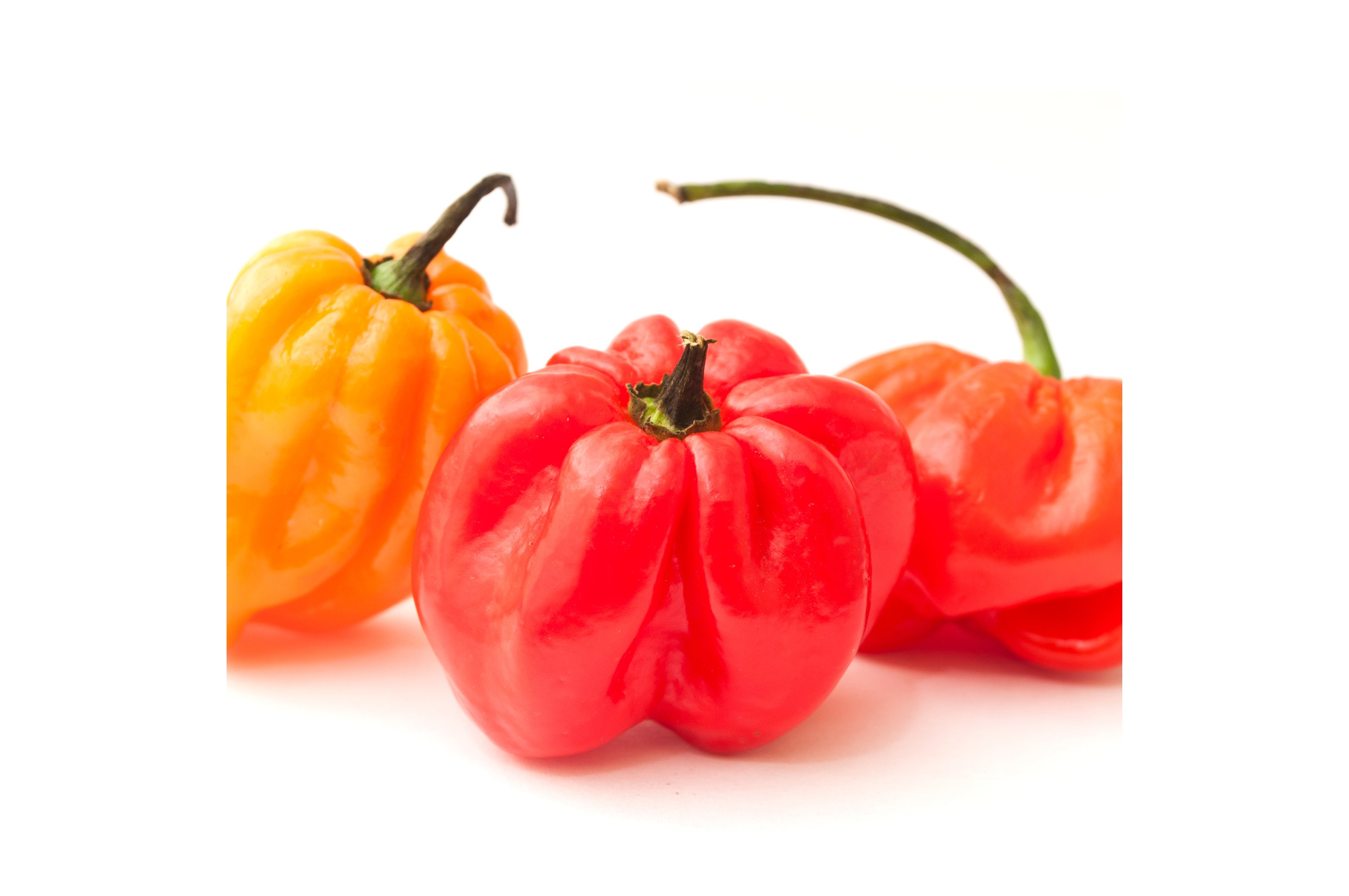 Hot Chilli Peppers 250gr Stockists.