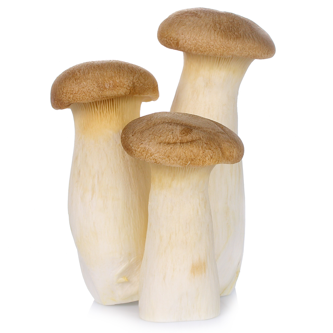 King Oyster Mushroom 5 Units Stockists.