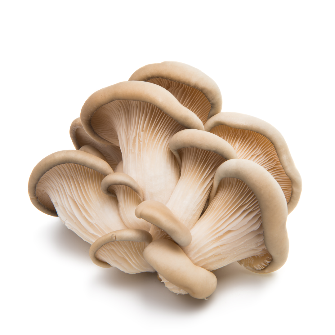 Oyster Mushroom 500 gr Stockists.