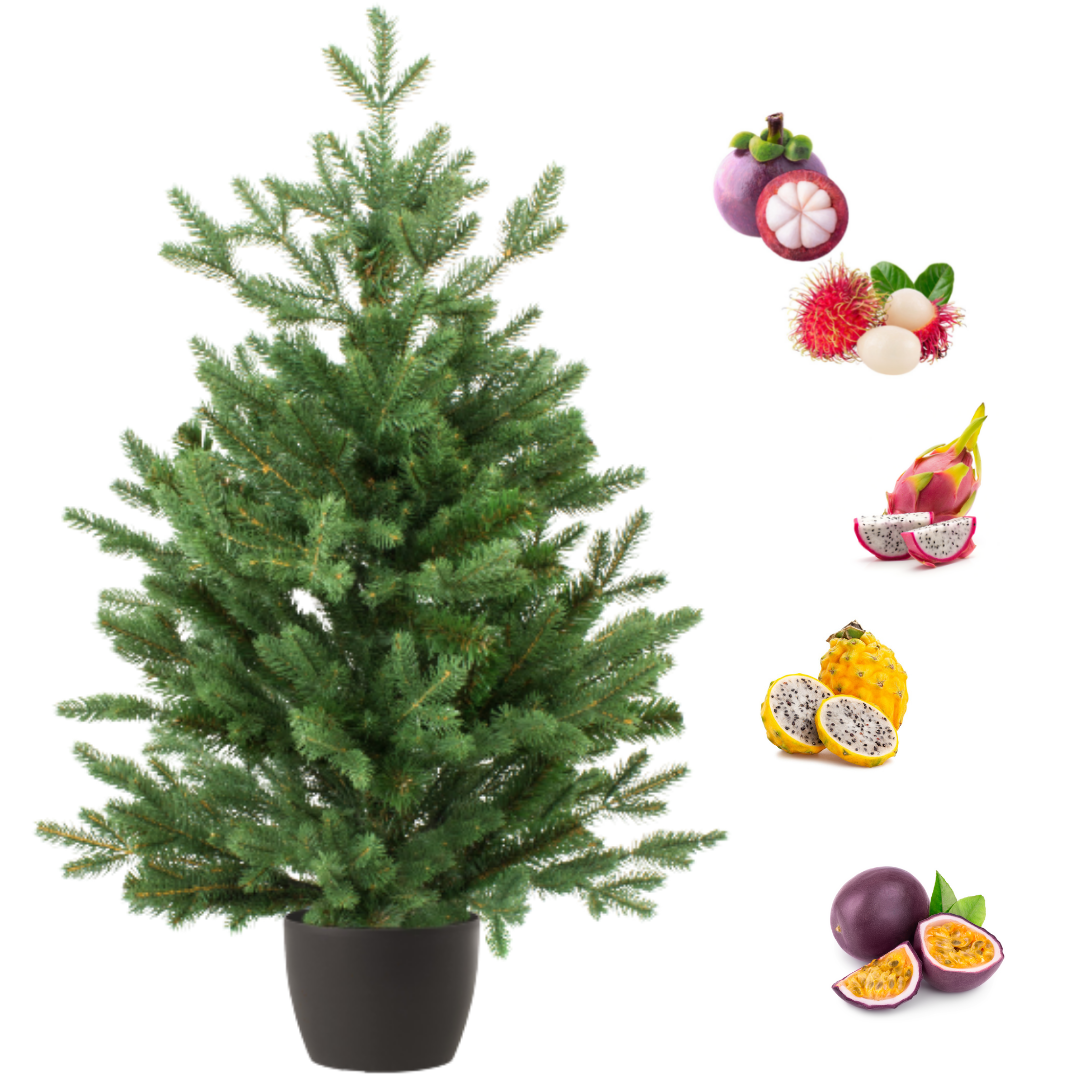Real and Live Christmas Tree 35 ft with Exotic Fruits Hamper Gift Box Stockists.