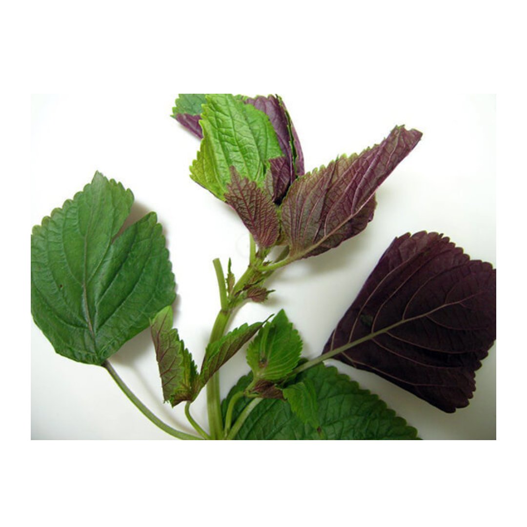 Thai Vietnamese Perilla 100gr Stockists.