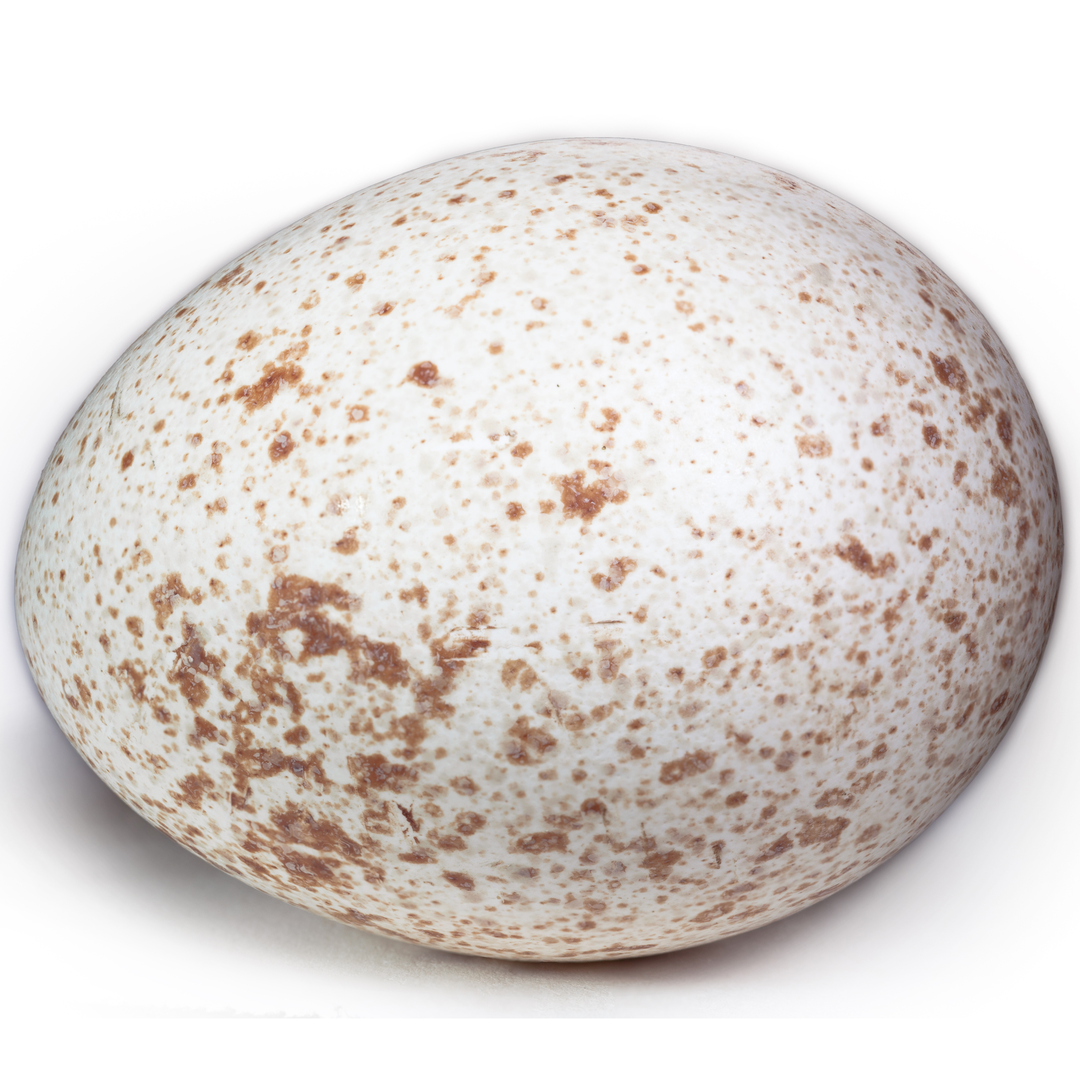 Turkey Egg 6 Stockists.
