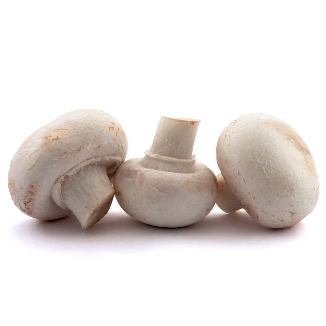 White Cup Mushroom 500 gr Stockists.